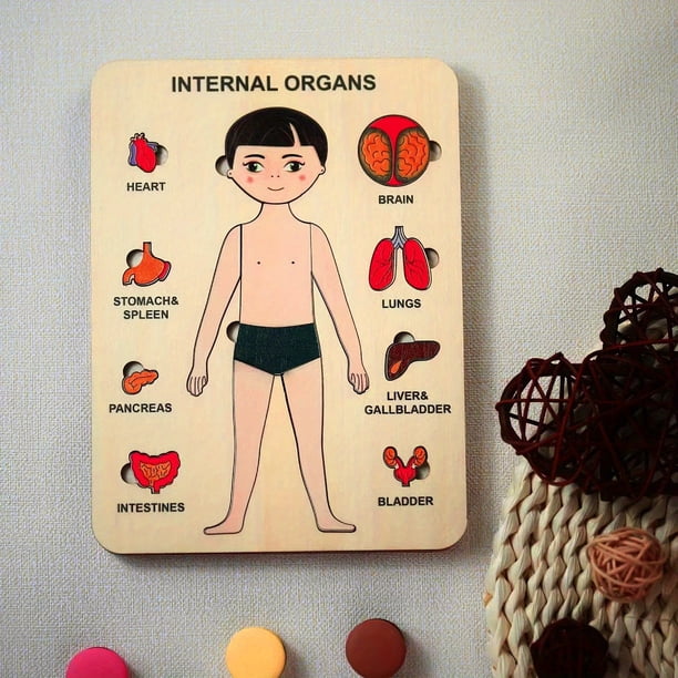 Human Organ Structure Wooden Puzzle Children's Desktop Toys Early Education Parent-child Interaction Mother And Baby Toys