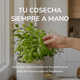 thumbnail image 2 of Semillas Perejil Común para Huerto Casero Brisol, 2 of 2