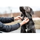 thumbnail image 3 of Collar Herm Sprenger de acero inoxidable para adiestramiento de perros, 3 of 7