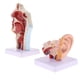 thumbnail image 5 of Paquete De 2 Modelos De órganos Humanos, Cavidad Oral Nasal, Garganta Y Oído Con Base, 5 of 5