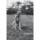 thumbnail image 5 of Vida de perros de Editorial Phaidon, 5 of 5