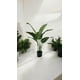 thumbnail image 3 of Ave Del Paraiso (strelitzia) 90cm, 3 of 3