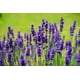 thumbnail image 5 of Incienso de Lavanda Tulasi (Caja de 120), 5 of 5