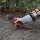 thumbnail image 2 of Figura de dinosaurio Tyrannosaurus Rex emplumado de Safari Ltd., 2 of 6