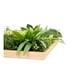 thumbnail image 2 of Jardin Vertical Irlanda, 2 of 4