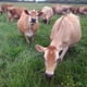 thumbnail image 3 of Proteína Whey Raw Organic Whey 2,27 kg sin sabor Grassfed, 3 of 3
