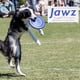 thumbnail image 4 of Flying Disc Hyperflite K-10 Jawz para perros Blueberry de 8.75 pulgadas, 4 of 9