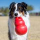 thumbnail image 2 of Fetch Toy KONG Bounzer XL para perros, 2 of 8