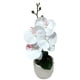 thumbnail image 2 of Orquidea pequena, 2 of 7