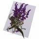 thumbnail image 1 of 10 Piezas De Flores Prensadas Secas Para Manualidades Scrapbooking DIY Flores Púrpuras, 1 of 3