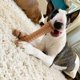thumbnail image 3 of Nylabone Juguete de Masticar X‑Grande (2 unidades) Sabores Original y Tocino, 3 of 9