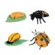 thumbnail image 3 of Juego De Ciclo De Crecimiento Animal, Juguete Cognitivo Montessori, Accesorios De Enseñanza Para Niños, 3 of 3