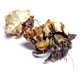thumbnail image 5 of 2 Cangrejos Ermitaños Vivos con Comida y Conchas - Nature Gift Store, 5 of 9