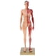 thumbnail image 3 of Modelo de Figura de Anatomía Femenina de 11 Pulgadas, 3 of 3