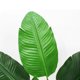 thumbnail image 4 of Planta Artificial ave del paraíso 120cm, 4 of 6