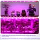 thumbnail image 5 of Tiras de luz LED para cultivo de plantas iPower, espectro completo, 48 LED, 5 of 6