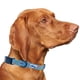 thumbnail image 1 of Collar de perro Cutie Ties Donuts de nailon para perros medianos, 1 of 5