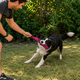 thumbnail image 4 of Mordedor Cuerda Perro Cachorro Resistente, 4 of 4