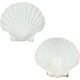 thumbnail image 5 of Conchas De Vieira 10 Unidades Blancas Naturales De 10 A 12 Cm Para Manualidades, 5 of 7