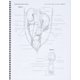 thumbnail image 3 of Libro Teton NewMedia: Anatomía del Perro, 3 of 3