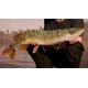 thumbnail image 5 of Videojuego Fishing Sim World para PS4 de Maximum Games, 5 of 6