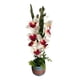 thumbnail image 1 of Planta Decorativa Artificial Tropical Elegante Floral Jhn, 1 of 3