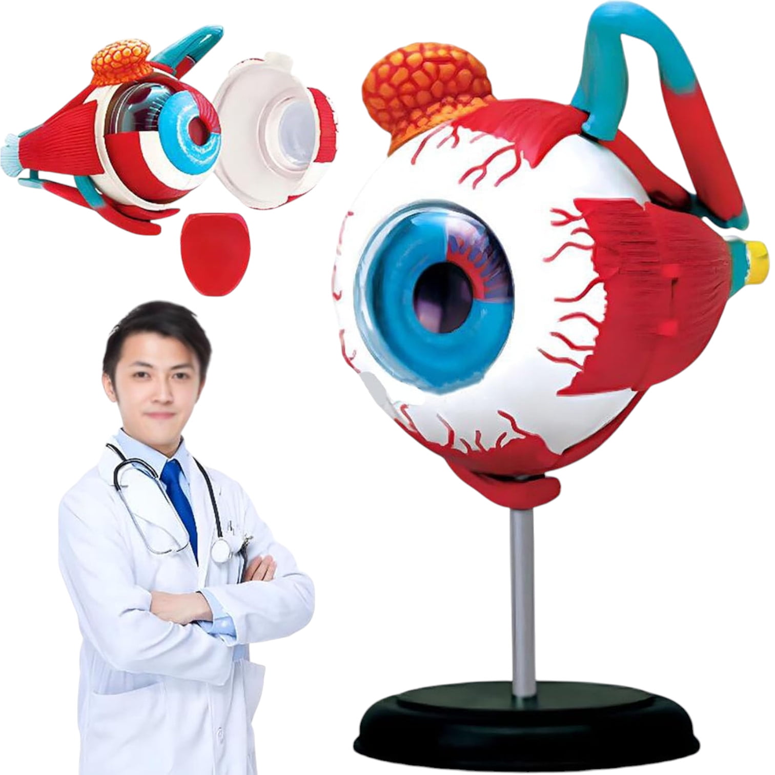 Invencible - 𝐎𝐉𝐎 𝟒𝐃 𝐃𝐈𝐃𝐀́𝐂𝐓𝐈𝐂𝐎 𝐆𝐋𝐎𝐁𝐎 Ojo 4d Didáctico Globo Ocular Rompecabezas Puzzle Nc17