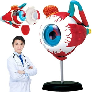 Invencible - πππ ππ ππππΜπππππ πππππ Ojo 4D DidΓ‘ctico Globo Ocular Rompecabezas Puzzle Nc17