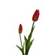 thumbnail image 2 of Tulipan Roja 50cm Realista, 2 of 3