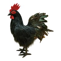 Magideal - Modelo De Simulación De Gallo, Figura De Gallo De Simulación, Accesorio Fotográfico, Estatua De Jardín De Decoración Al Aire Libre Realista Para Jardí Negro