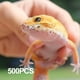 thumbnail image 2 of Vasos de Alimentación ZIYIZE 500 unidades de 15 ml para Reptiles Pequeños, 2 of 6