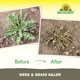 thumbnail image 5 of Herbicida de malezas y césped Neudorff 946 ml Spray de acción rápida, 5 of 9