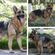 thumbnail image 3 of Arnés táctico ajustable correa para perros medianos y grande, 3 of 3
