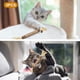thumbnail image 2 of Juguetes interactivos para gatos de interior Silvervine para gatos Juguetes de hierba gatera para gatos de interior Juguete masticable para la limpieza de dientes de gatos Dentición de gatitos, 2 of 7