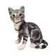 thumbnail image 4 of Lovely Cat Doll Peluche De Juguete Cómodo Doll Soft Para Ni?os Adultos Adolescentes Negro, 4 of 5