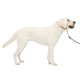 thumbnail image 1 of Collar de cabeza para perro PetSafe Gentle Leader, no tira, tamaño leonado grande, 1 of 6