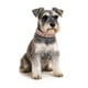thumbnail image 1 of Collar para Perritas con Brillantes Grandes – M Rosado, 1 of 3