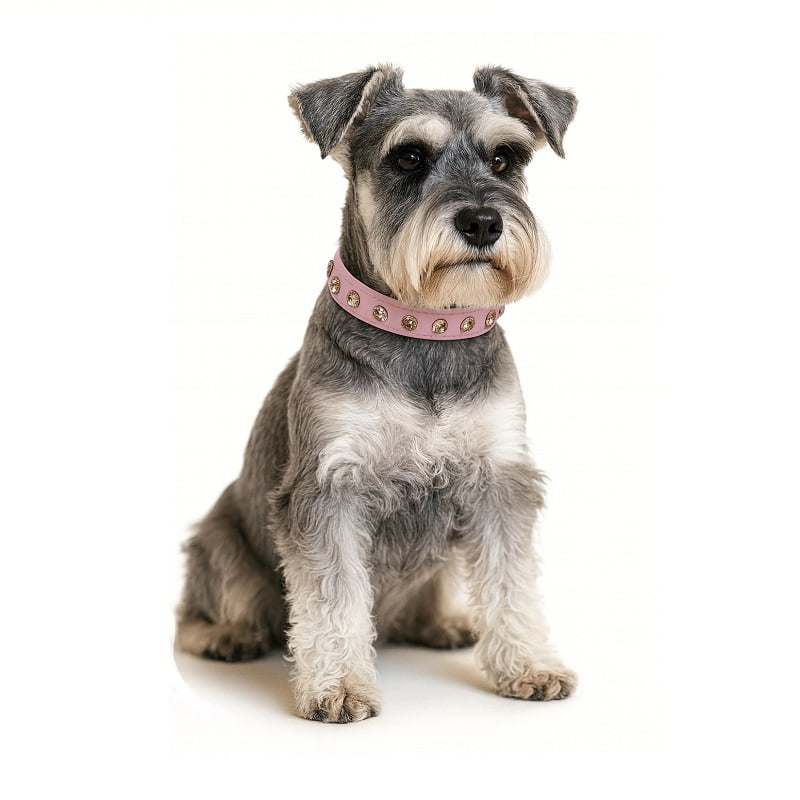 Winpet - Collar Para Perritas Con Brillantes Grandes – M Rosado