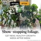 thumbnail image 3 of Big Green Leaves Indoor Plant Food 4X Concentrated Fertilizer, 3 of 3