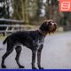 thumbnail image 5 of Collar de entrenamiento para perro Herm Sprenger de 43 cm (Curogan) con cadena de 20 cm, 5 of 6