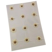 Bothyi - 12 Flores Prensadas Secas Para Manualidades, Marcapáginas, Sobres, Fabricación De Jabón, Color Blanco