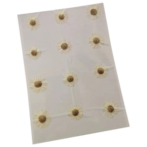 Bothyi - 12 Flores Prensadas Secas Para Manualidades, Marcapáginas, Sobres, Fabricación De Jabón, Color Blanco