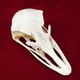 thumbnail image 3 of Taxidermia, calavera de animales reales, avestruz, gato, zorro, caimán, serpiente, 3 of 3
