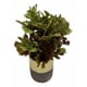 thumbnail image 1 of Set 2 Plantas Artificiales Decorativas Macetero Bicolor Jhn, 1 of 3