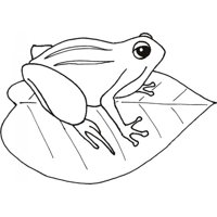 Rienda Libre Graphics - Decomural Leaf Frog Amphibian Animals Ws-17755