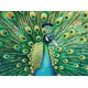 thumbnail image 3 of Rompecabezas Cross & Glory Emerald Peacock 1000 piezas, 3 of 8
