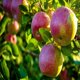 thumbnail image 2 of Aceite de fragancia Virginia Candle Supply 473 ml Manzana Macintosh, 2 of 9