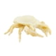 thumbnail image 5 of Criaturas Marinas Realistas, Juguetes Educativos Para Decoraciones, Colección De Regalos, Cangrejos, 5 of 5