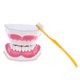 thumbnail image 1 of Dientes Anatómicos Modelo Dentista Ense?anza Higiene Oral Modelo Modelo 2x, 1 of 5