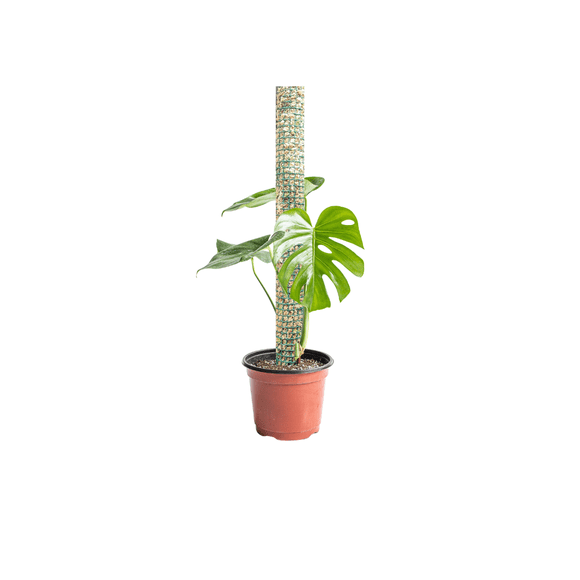 Tutor de musgo para plantas 50cm